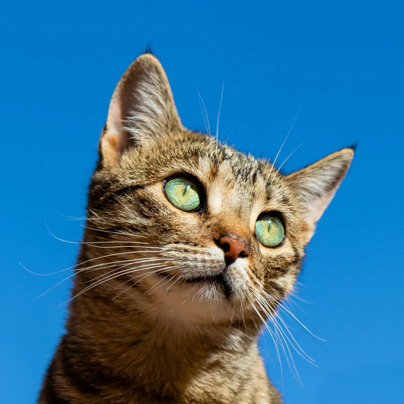 Gato naranja sentado junto a una ventana