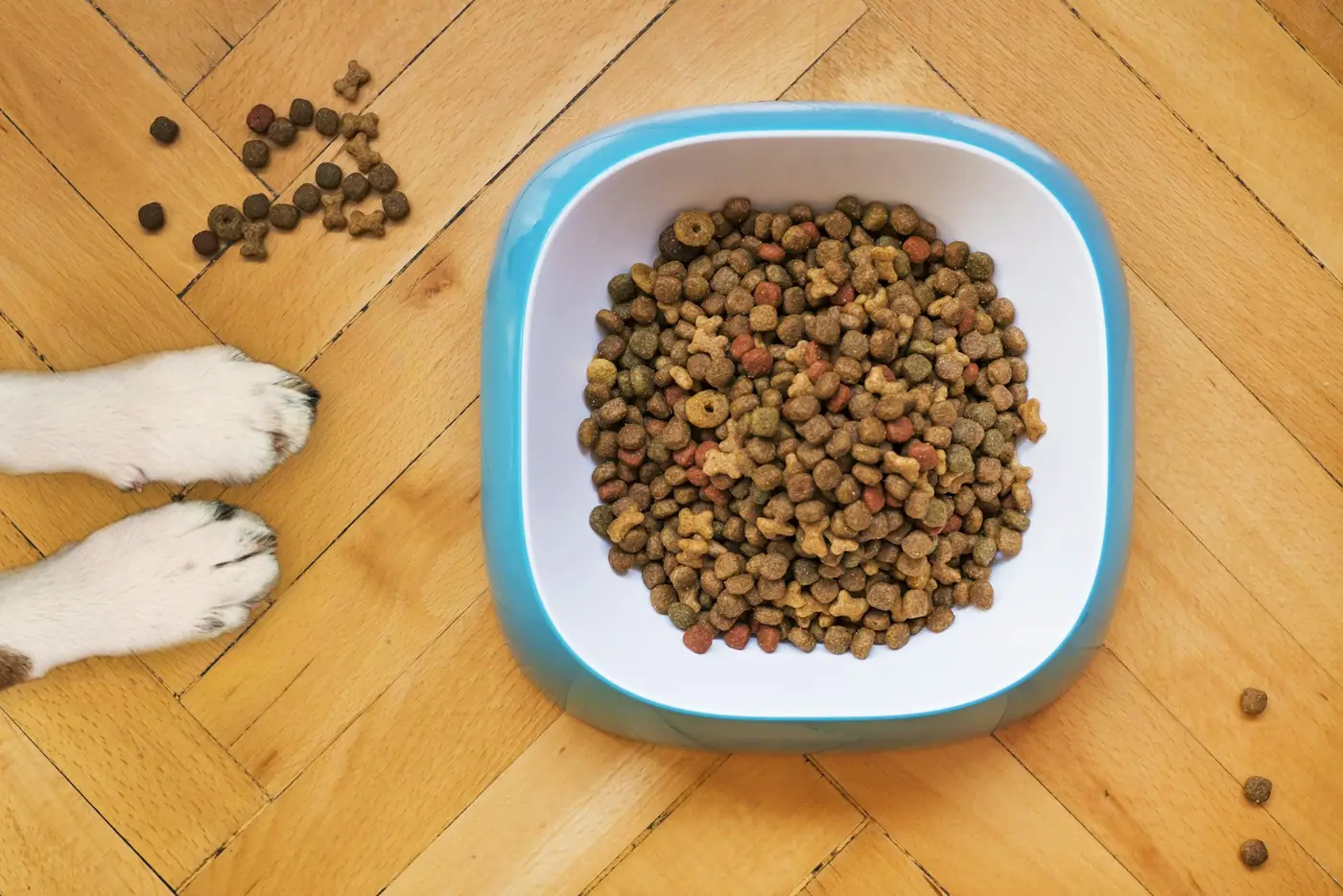 Perro junto a un plato de alimento
