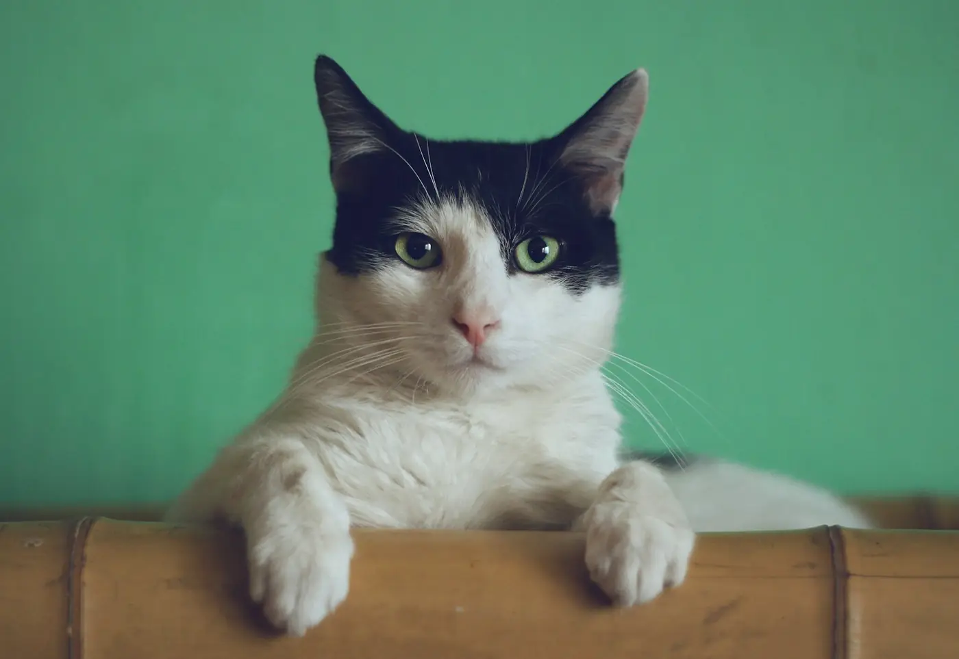 Gato gris en un ambiente luminoso