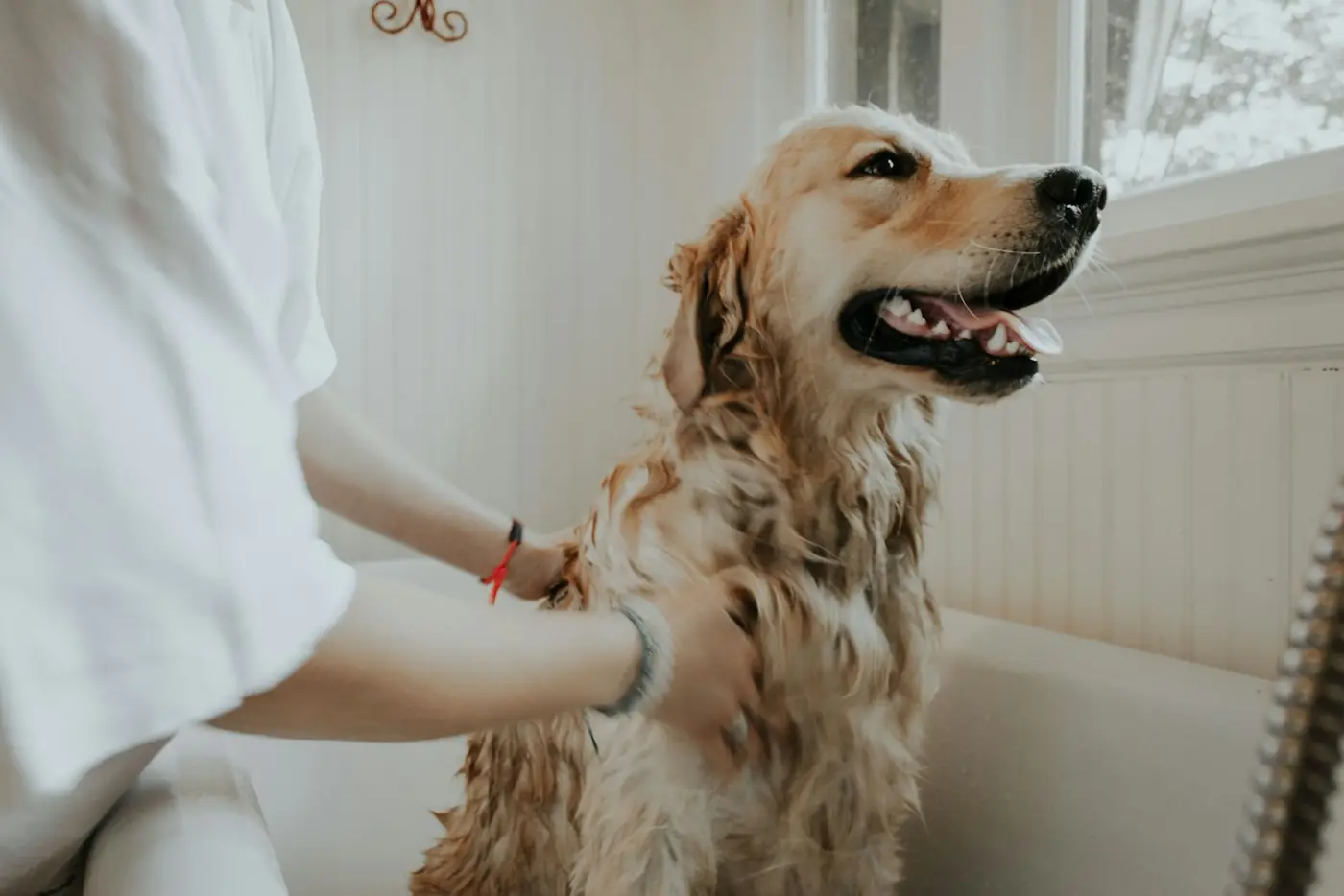 Perro durante un baño de peluquería